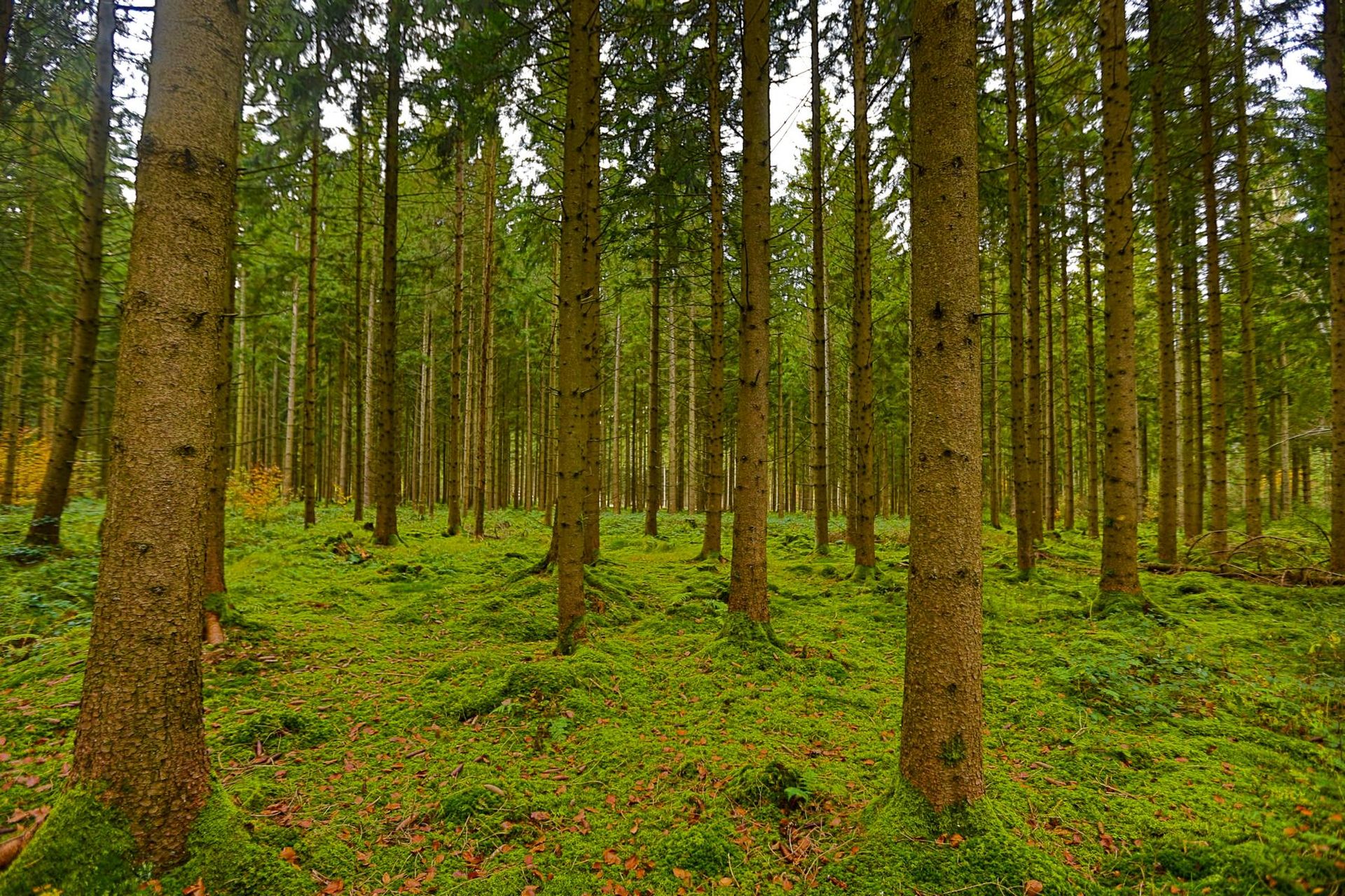 Windradprojekt im Altdorfer Wald kann die Gefahr der Grundwasserverunreinigung nicht ausschließen.